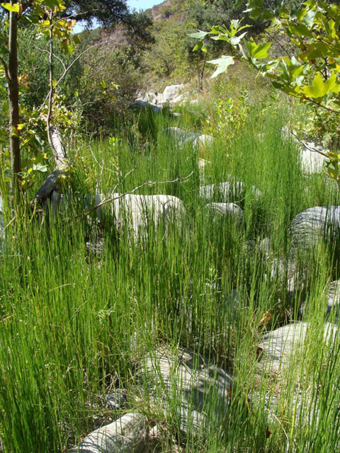 Smooth horsetail, Equisetum laevigatum